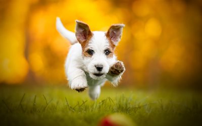 Jack Russell Terrier, levitation, flying cute puppy, small dogs, pets, green grass, dogs