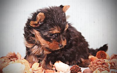 Yorkipoo, chiot, chiens, animaux mignons, les petits yorkipoo, moelleux chien, Yorkipoo Chien