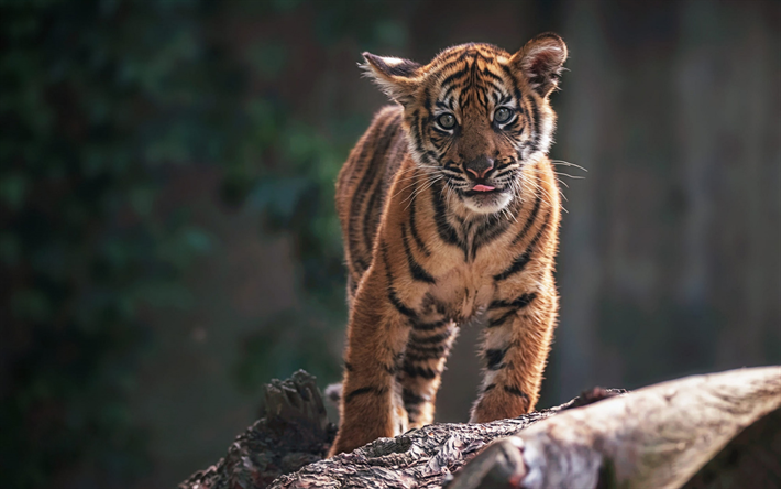 liten tiger unge, vilda djur, djungel, sm&#229; rovdjur, vild katt, tigrar