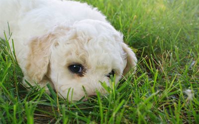 Cavachon, 4k, puppy, lawn, dogs, cute animals, small cavachon, fluffy dog, Cavachon Dog