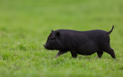 black funny pig, green grass, funny animals, farm, black pig