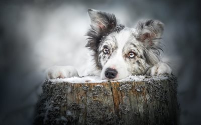 Pastor australiano perro, mira, blanco lindo perro negro, aussie, de ojos tristes, mascotas, perros
