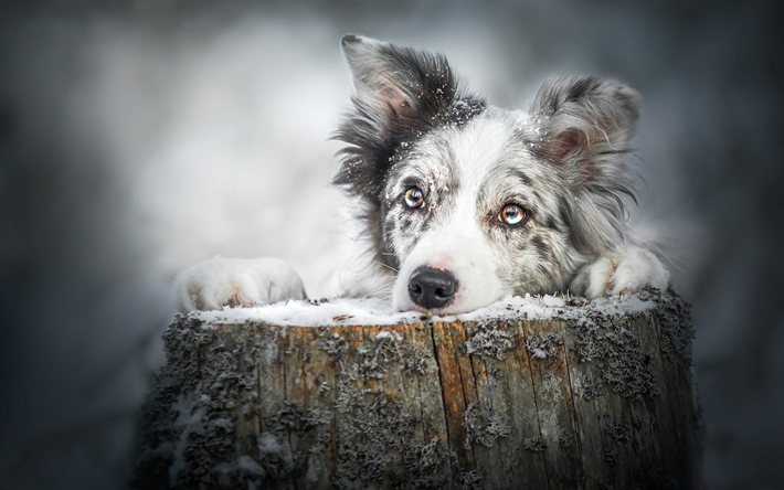 Australian Shepherd dog, titta, s&#246;t vit svart hund, aussie, ledsna &#246;gon, husdjur, hundar