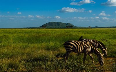 zebra, la faune sauvage, savane, Afrique, vert prairie