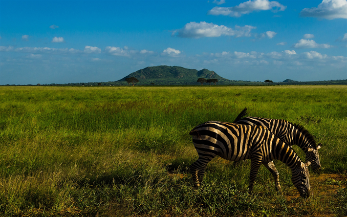 zebra, yaban hayatı, savannah, Afrika, yeşil &#231;ayır