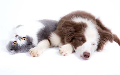 British Shorthair Cat, Australian Shepherd Dog, Cat and Dog, Friendship, cute animals, sleeping dog, Aussie, white background, dogs, cats