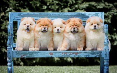 chow-chow, perros lindos, cinco cachorros, banco de madera, lindos animales, cachorros, perros