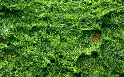 4k, green moss, macro, plant textures, moss texture, natural moss, background with moss, green backgrounds, ecology backgrounds