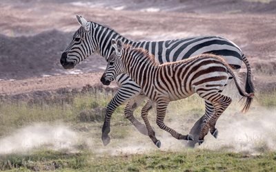 zebre, fauna selvatica, piccola zebra, animali selvatici, zebre che corrono, Africa