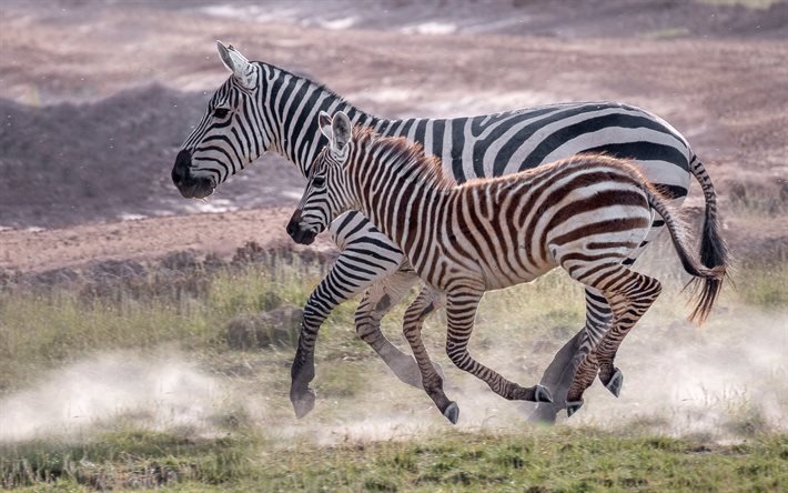 Download wallpapers zebras, wildlife, little zebra, wild animals, running  zebras, Africa for desktop free. Pictures for desktop free