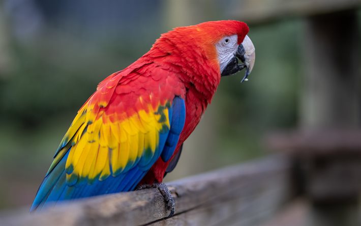 Download wallpapers Scarlet macaw, colorful parrot, macaw, beautiful parrot,  macaw on a branch, Ara macao for desktop free. Pictures for desktop free