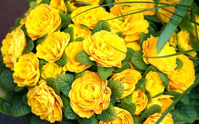 Primula amarela, buqu&#234; amarelo, primula, flores amarelas, buqu&#234; de pr&#237;mula amarela