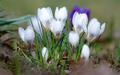 white crocuses, spring, wild flowers, crocus, white flowers, dew on Crocus