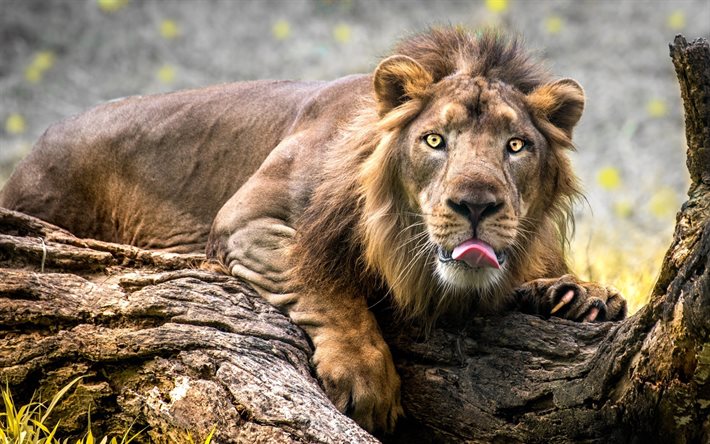 lion, Afrique, bois flott&#233;, faune, HDR, savane, pr&#233;dateurs, Panthera leo