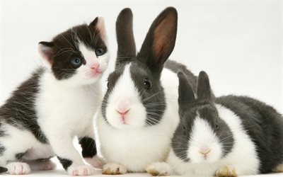 rabbits and kitten, friendship, cat, rabbit, pets