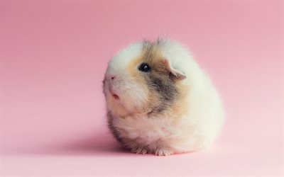 guinea pig, cute animals, rodent, funny animals, cavy