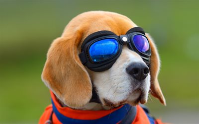 Beagle, espect&#225;culos, lindo perro, mascotas, perros, animales divertidos, Perros de raza Beagle