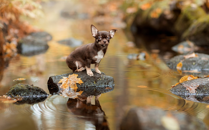 Chihuahua, rio, filhote de cachorro, cachorros, brown chihuahua, animais fofos, animais de estima&#231;&#227;o, Cachorro Chihuahua