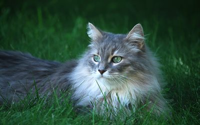 Maine Coon, green grass, close-up, fluffy cat, bokeh, cute animals, pets, cats, domestic cats, Maine Coon Cat