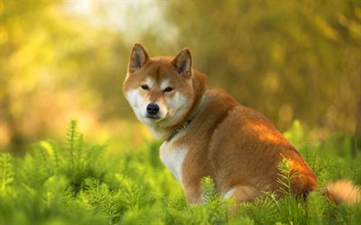 Shiba Inu, bokeh, pets, lawn, summer, cute dog, dogs, Shiba Inu Dog