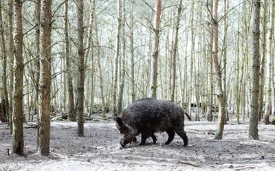 wild black boar, forest, wildlife, pig, winter, snow