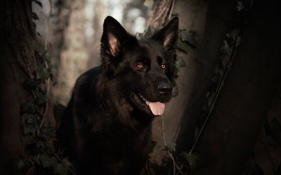 Black German Shepherd, forest, bokeh, cute animals, close-up, German Shepherd, dogs, black dog, German Shepherd Dog
