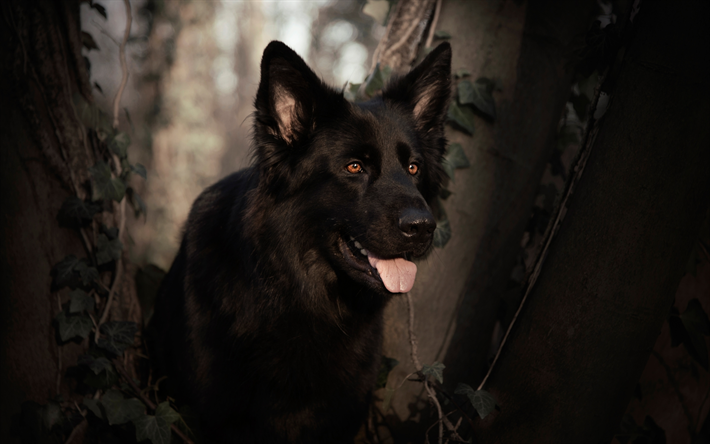 schwarzer deutscher sch&#228;ferhund, wald, bokeh, niedliche tiere, close-up, deutscher sch&#228;ferhund, hund, schwarzer hund