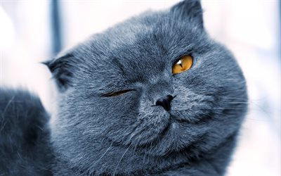 British gray cat, winks, cute animals, short-haired gray cat, pets, cats