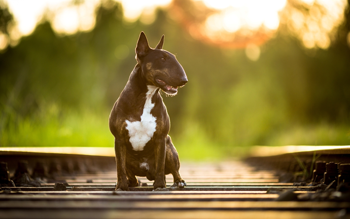 Bull Terrier, railway, dogs, brown Bull Terrier, bokeh, pets, Bull Terrier Dog