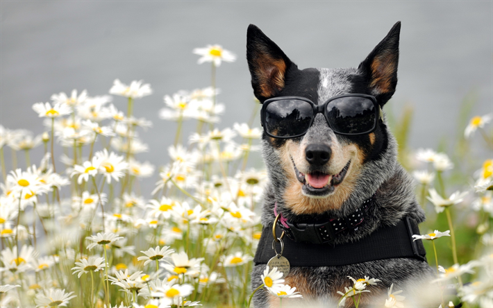 Australian Cattle Dog, sunglasses, Blue Heeler, bokeh, dogs, Australian Bouvier Dog, pets, Australian Heeler, Queensland Heeler