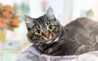 American Wirehair, gray cat, green eyes, beautiful cat, cute animals, cats