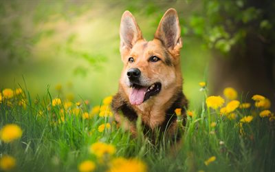 German Shepherd, forest, bokeh, cute animals, summer, dogs, yellow flowers, German Shepherd Dog, pets