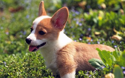 ダウンロード画像 ウェルシュコーギー 近 ペット コーギー 子犬 ボケ 犬 かわいい犬 ウェルシュコーギー犬 ペンブロークウェルシュ コーギー フリー のピクチャを無料デスクトップの壁紙