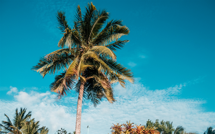 palmiye ağa&#231;ları, Mavi G&#246;ky&#252;z&#252;, tropikal ada, hindistancevizi, palmiye yaprakları, bulutlar