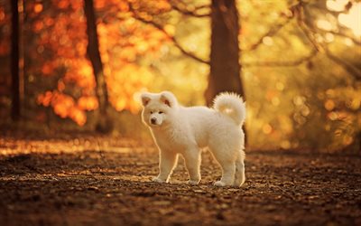 Akita Inu, forest, pets, dogs, puppy, white Akita Inu, autumn, cute animals, Akita Inu Dog