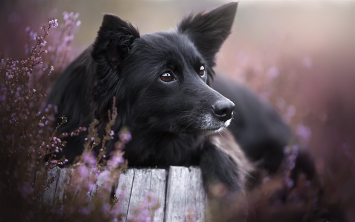 ボーダー Collie, 黒い大きな犬, ペット, かわいい動物たち, 野生の花, 犬