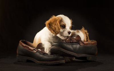 Cavalier King Charles Spaniel, blanco peque&#241;o cachorro, marr&#243;n orejas, peque&#241;as rizado de perros, mascotas, animales divertidos, perros, spaniels