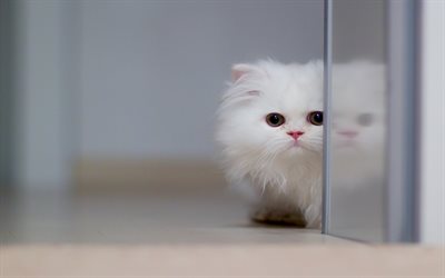 Persialainen Kissa, l&#228;hikuva, valkoinen kissa, pentu, p&#246;rr&#246;inen kissa, kissat, kotimaan kissat, lemmikit, Persian