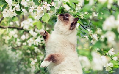 Gato himalaya, primavera, primer plano, flores blancas, simp&#225;ticos animales, gatos, Himalaya