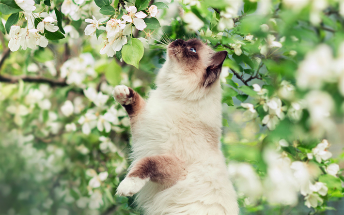 القط الهيمالايا, الربيع, قرب, الزهور البيضاء, الحيوانات لطيف, القطط, الهيمالايا