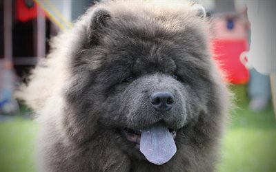 Chow Chow, pets, close-up, furry dog, gray Chow Chow, green grass, Songshi Quan, dogs, Chow Chow Dog