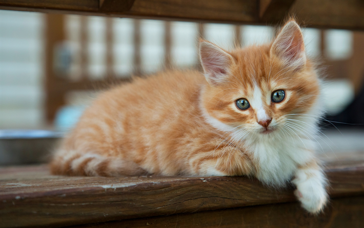 little ginger kitten, gray eyes, little fluffy kitten, cute animals, little cats, pets, cats