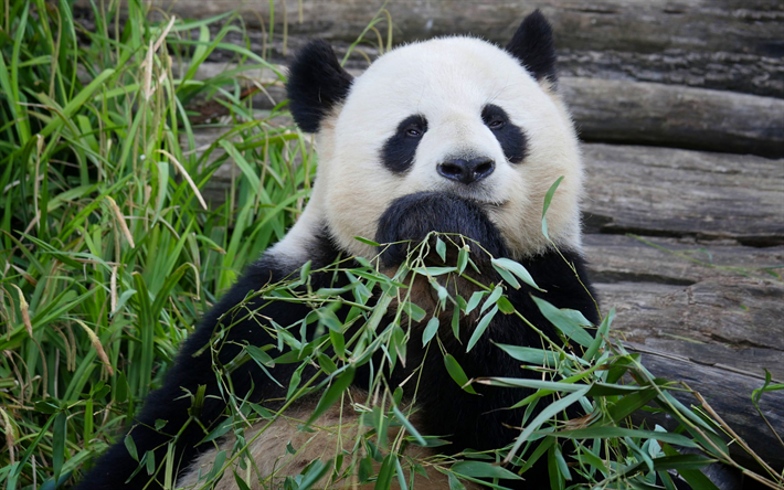 gro&#223;er panda, niedliche tiere, wilde tiere, panda, wildtiere