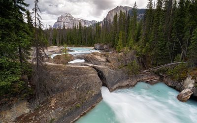 Yoho National Park, mountain river, forest, green trees, mountain landscape, British Columbia, Canada