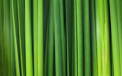 verde ramo de texturas, macro, grama verde texturas, texturas naturais, verde linear de fundo, fundos verdes