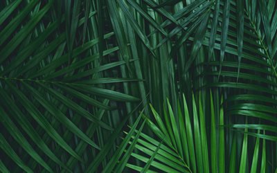 verde de las hojas de la palma de la textura, texturas naturales, hojas de textura de fondo con hojas de palma, el medio ambiente, las hojas de la palma