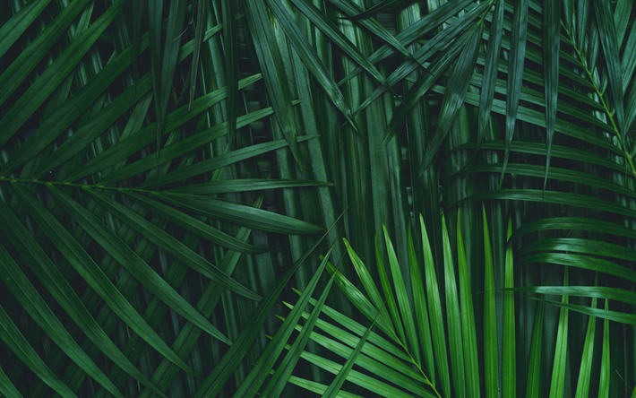 green palm leaves texture, natural textures, leaves texture, background with palm leaves, environment, palm leaves