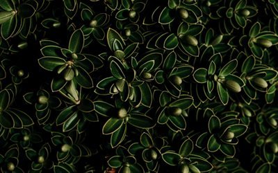 hojas de color verde textura, fondo con verde de las hojas, la textura natural, natural de fondo, verde eco de fondo