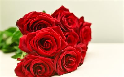 rose rosse, un bel rosso fiori, bouquet di rose, sfondo con rose rosse, rosso boccioli di rosa