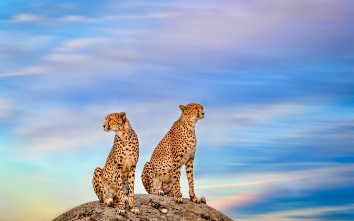 i ghepardi, i predatori, il gatto selvatico, l&#39;Africa
